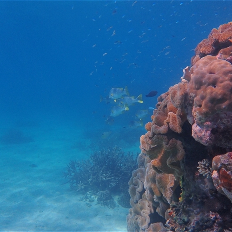 Plectorhinchus lineatus