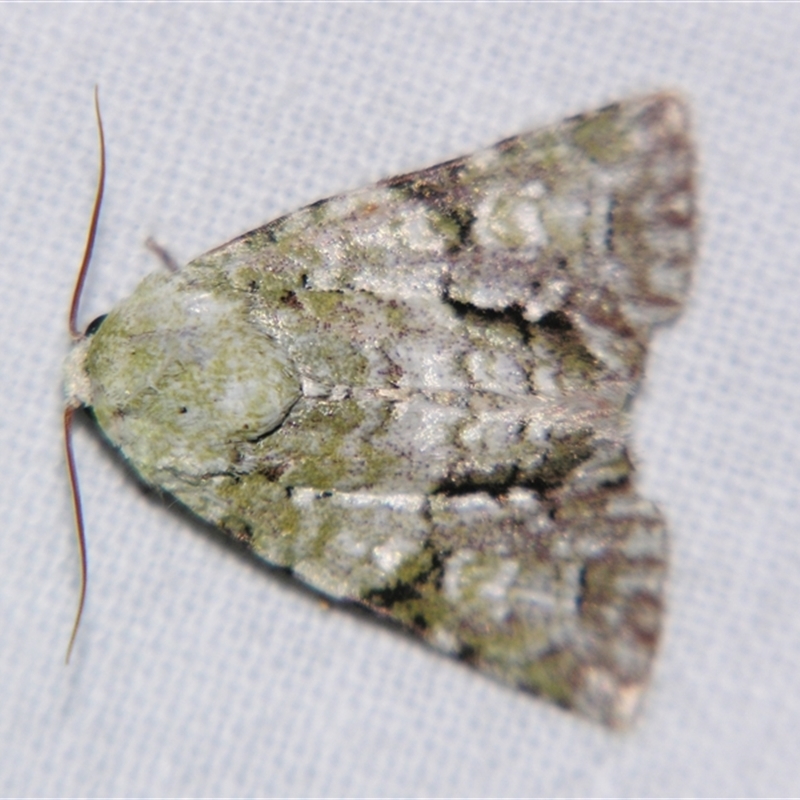 Acronicta (genus)