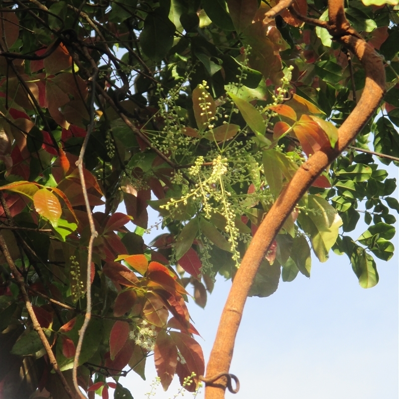 Pseudoweinmannia apetala