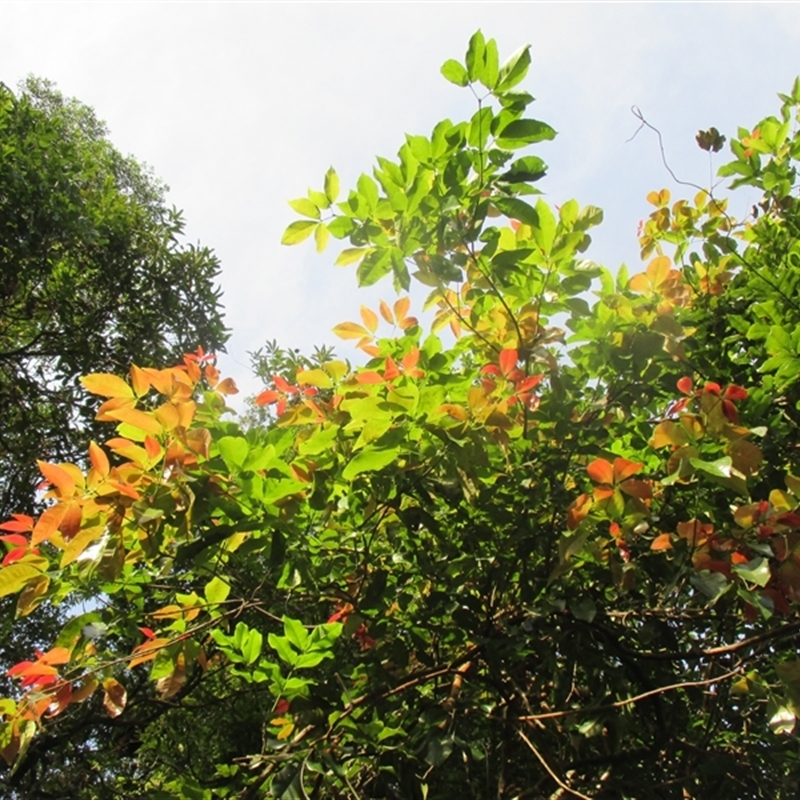 Pseudoweinmannia apetala