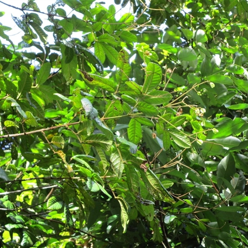 Gillbeea whypallana