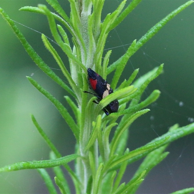 Castiarina bella