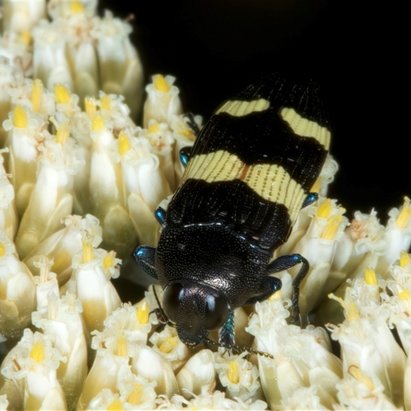 Castiarina bifasciata