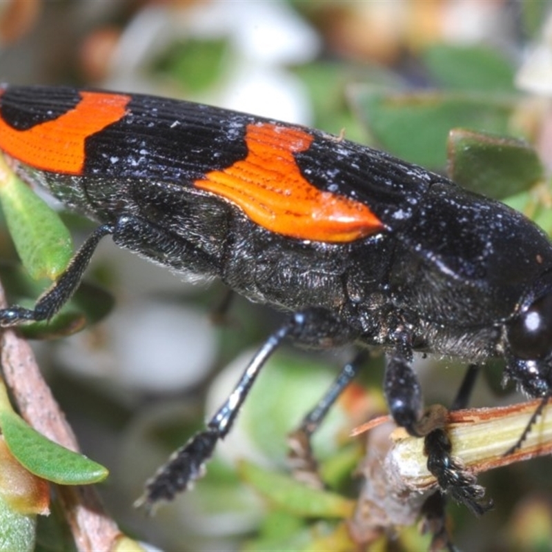 Castiarina bremei