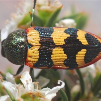 Castiarina burchellii