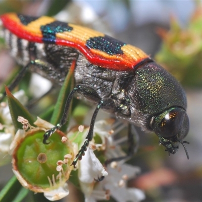 Castiarina burchellii