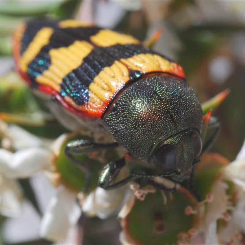 Castiarina burchellii