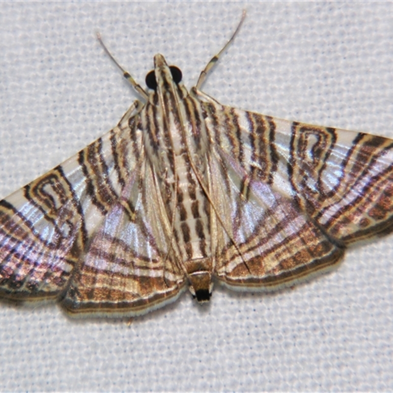 Glyphodes multilinealis