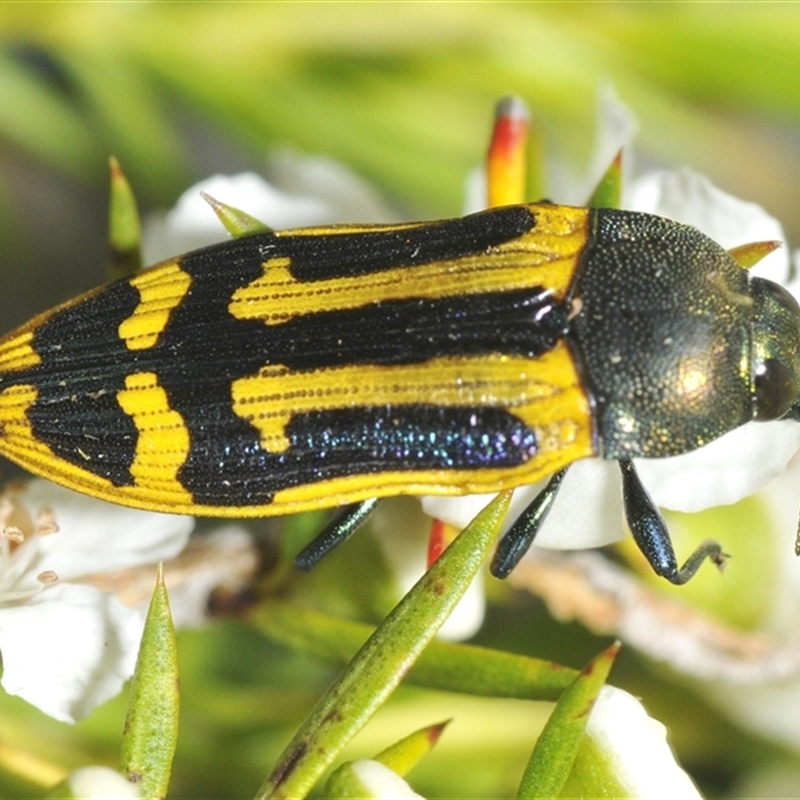 Castiarina costata