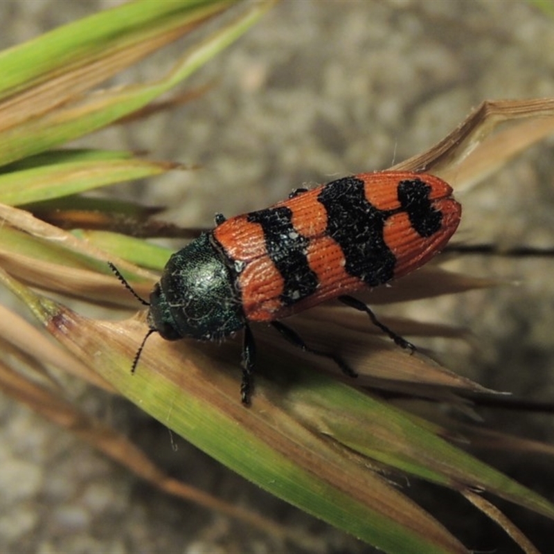 Castiarina crenata