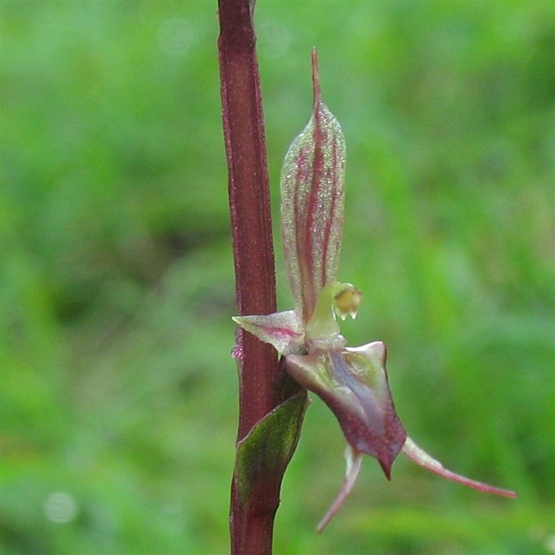 Acianthus pusillus