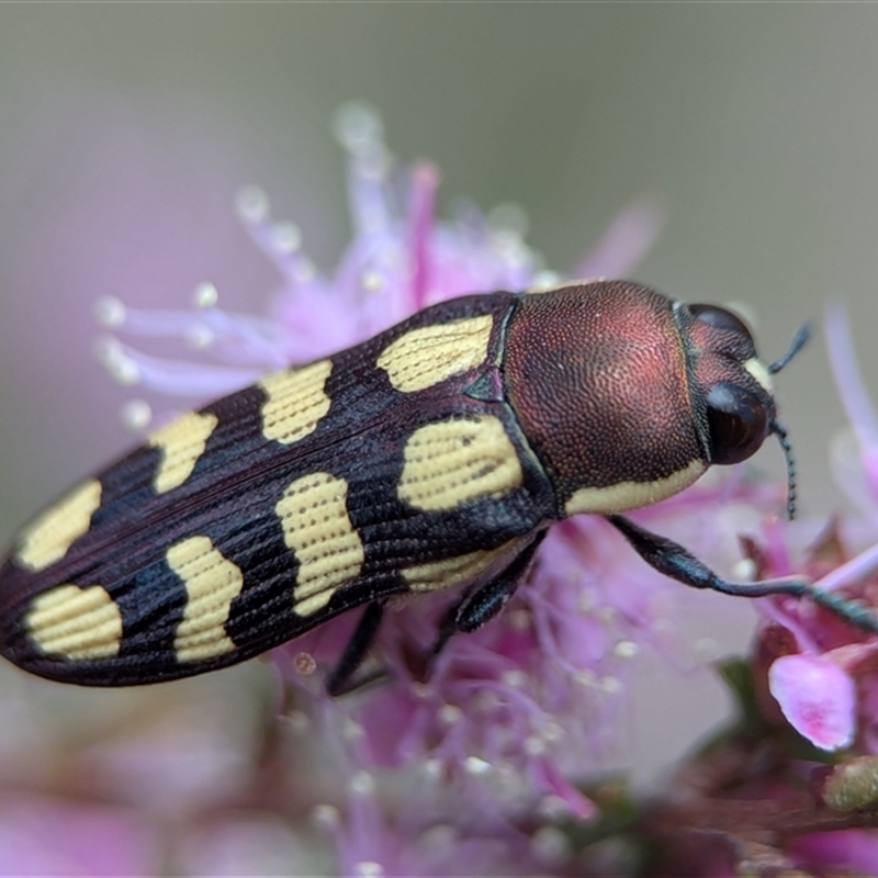 Castiarina decemmaculata