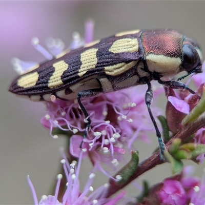 Castiarina decemmaculata