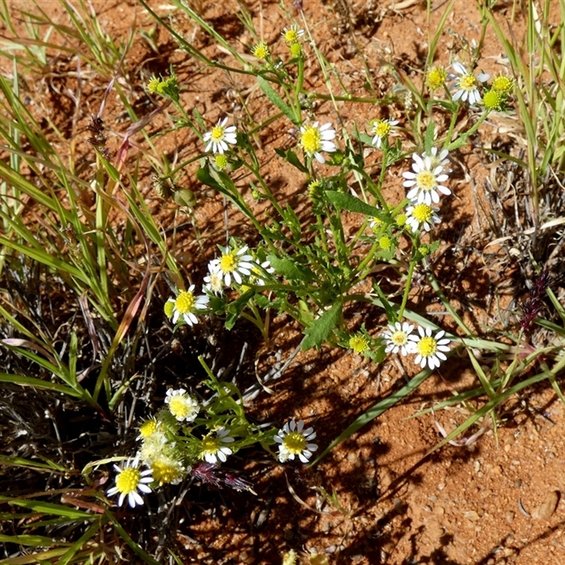 Calotis multicaulis