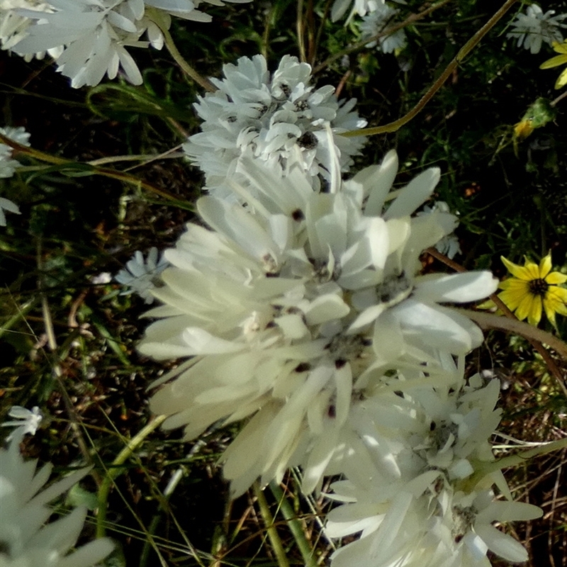Rhodanthe chlorocephela spp. splendida