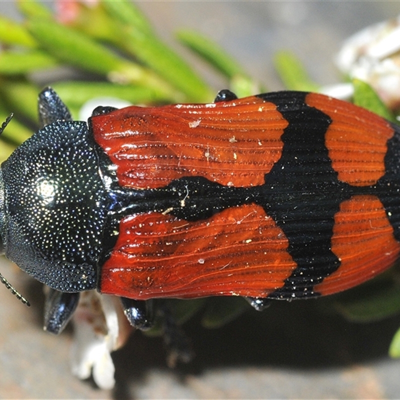 Castiarina deyrollei