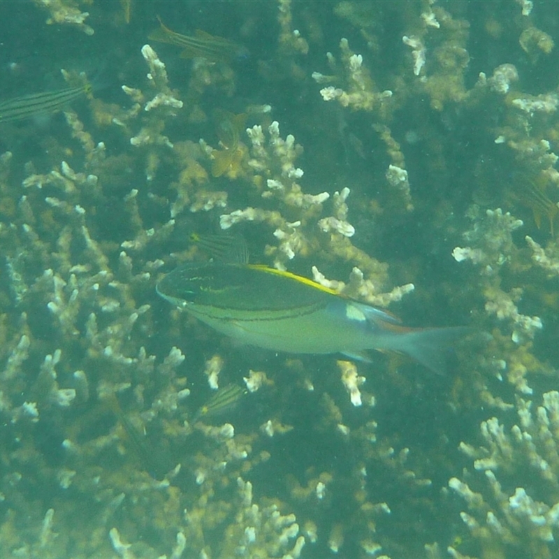 Scolopsis bilineata