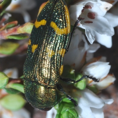 Castiarina dimidiata