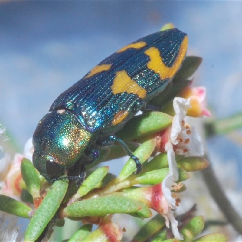 Castiarina dimidiata