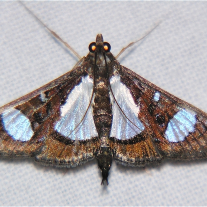 Glyphodes actorionalis