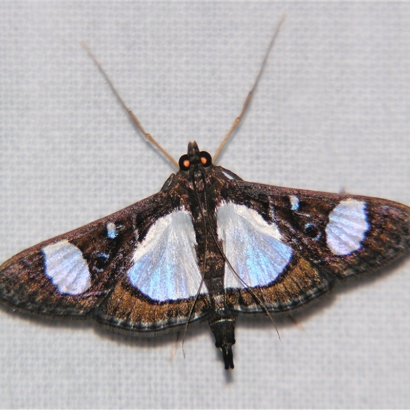 Glyphodes actorionalis