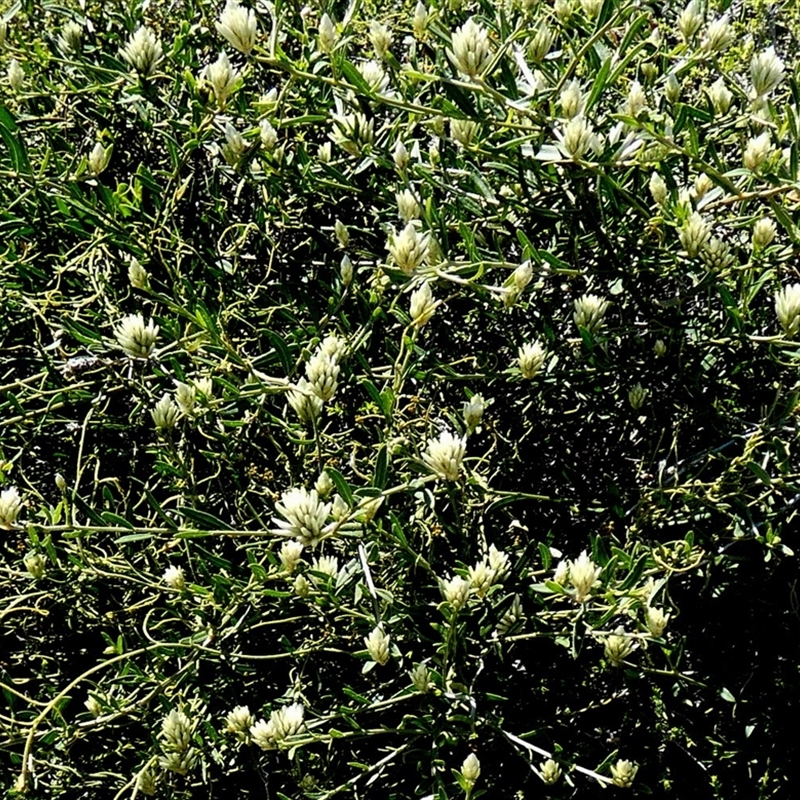 Ptilotus divaricatus