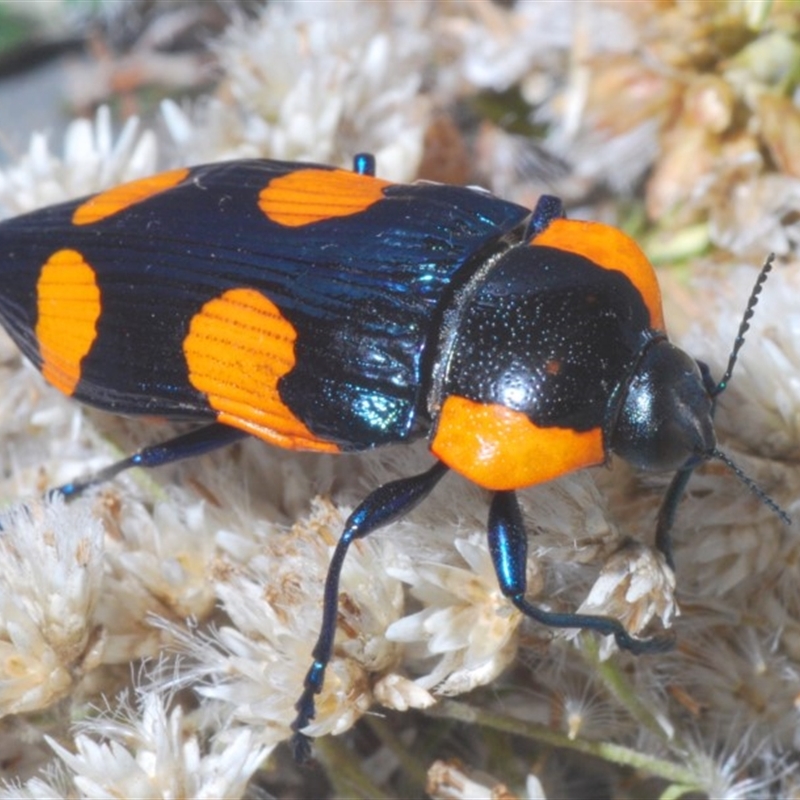 Castiarina erythromelas