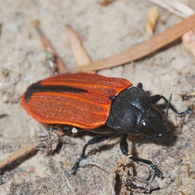 Castiarina erythroptera