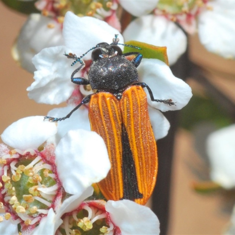 Castiarina erythroptera