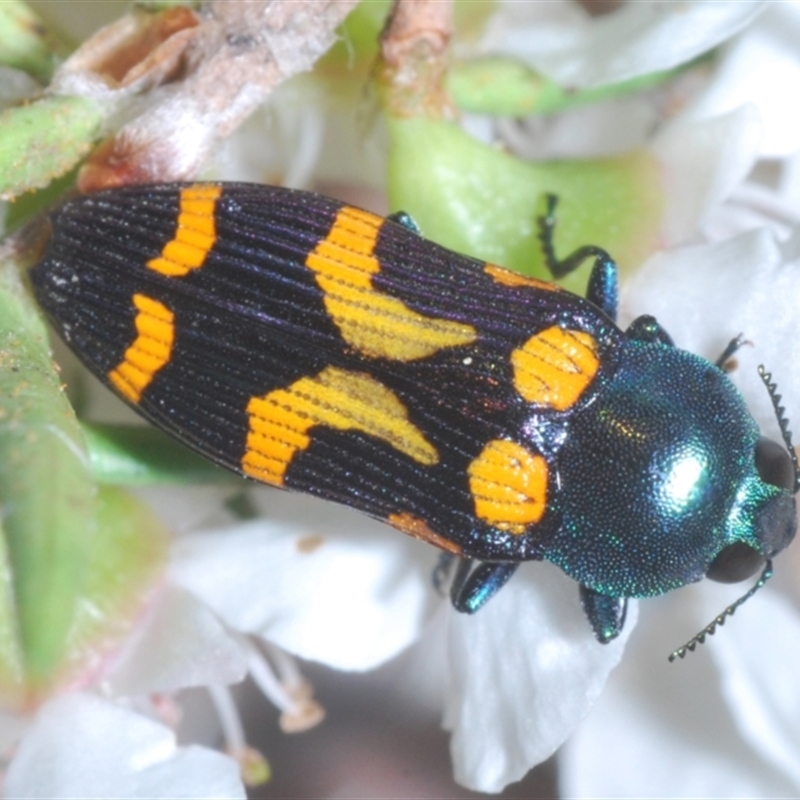 Castiarina flavopicta