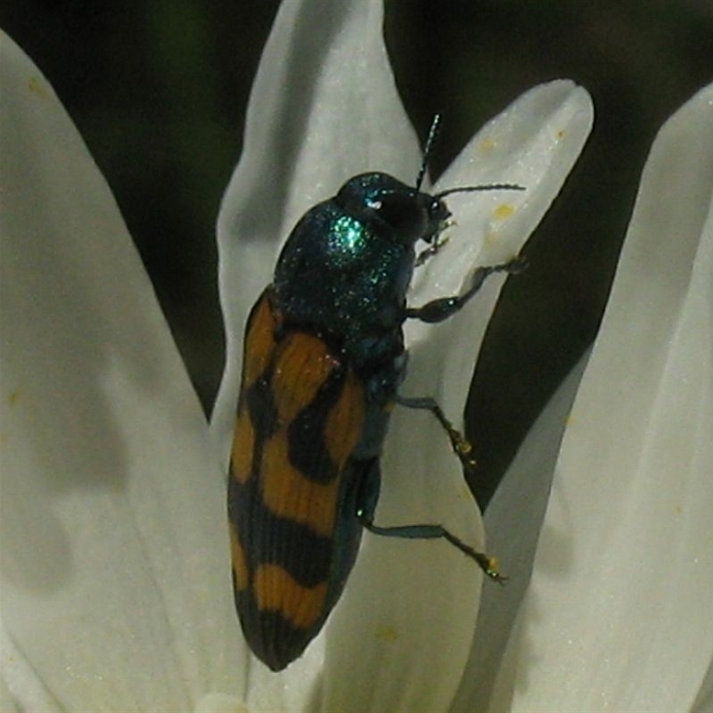 Castiarina flavopicta