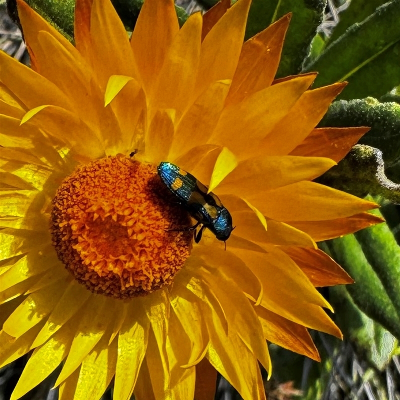 Castiarina flavopicta