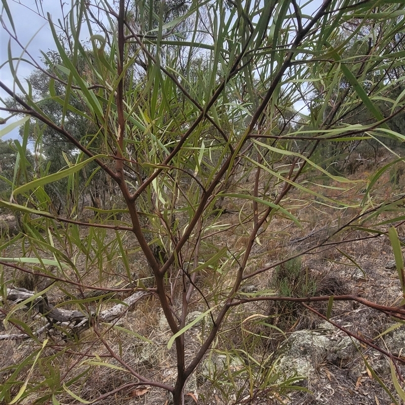 Acacia sp.