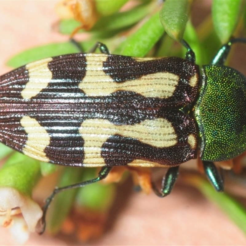 Castiarina flavopurpurea