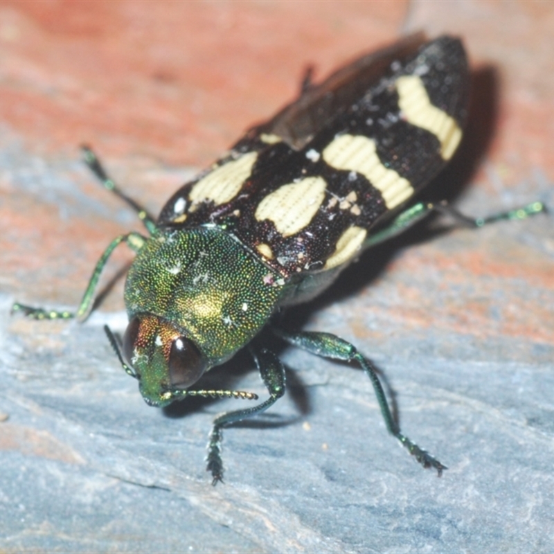 Castiarina flavopurpurea