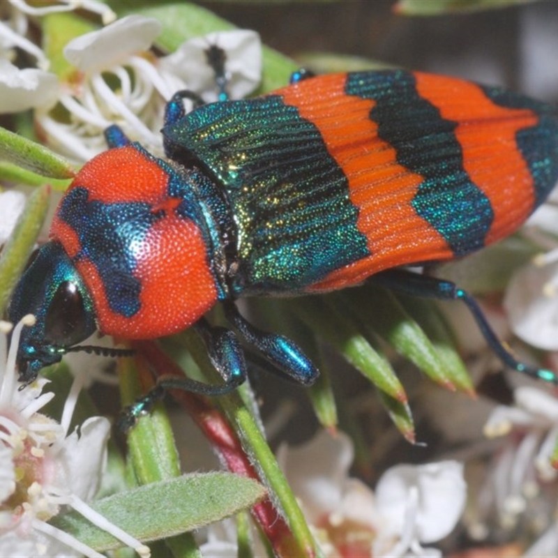 Castiarina flavosignata