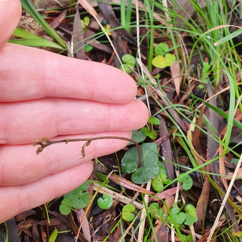Acianthus sp.