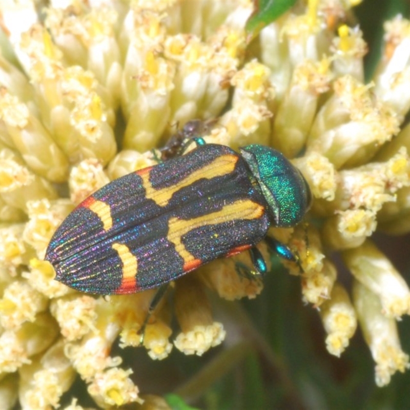 Castiarina flavoviridis