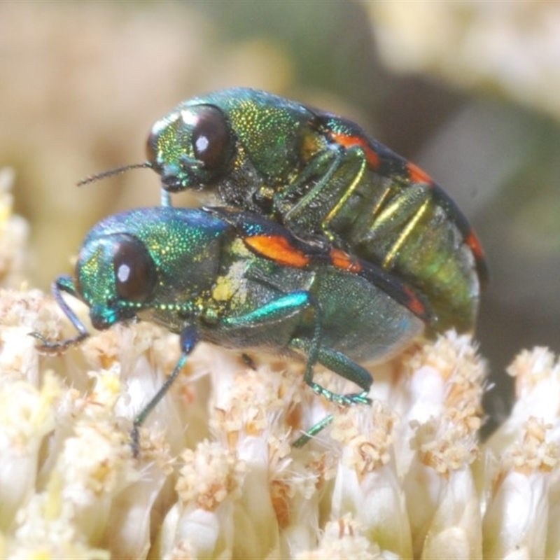 Castiarina flavoviridis