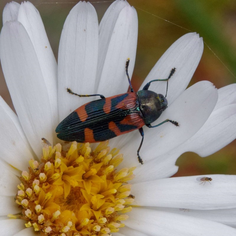 Castiarina helmsi