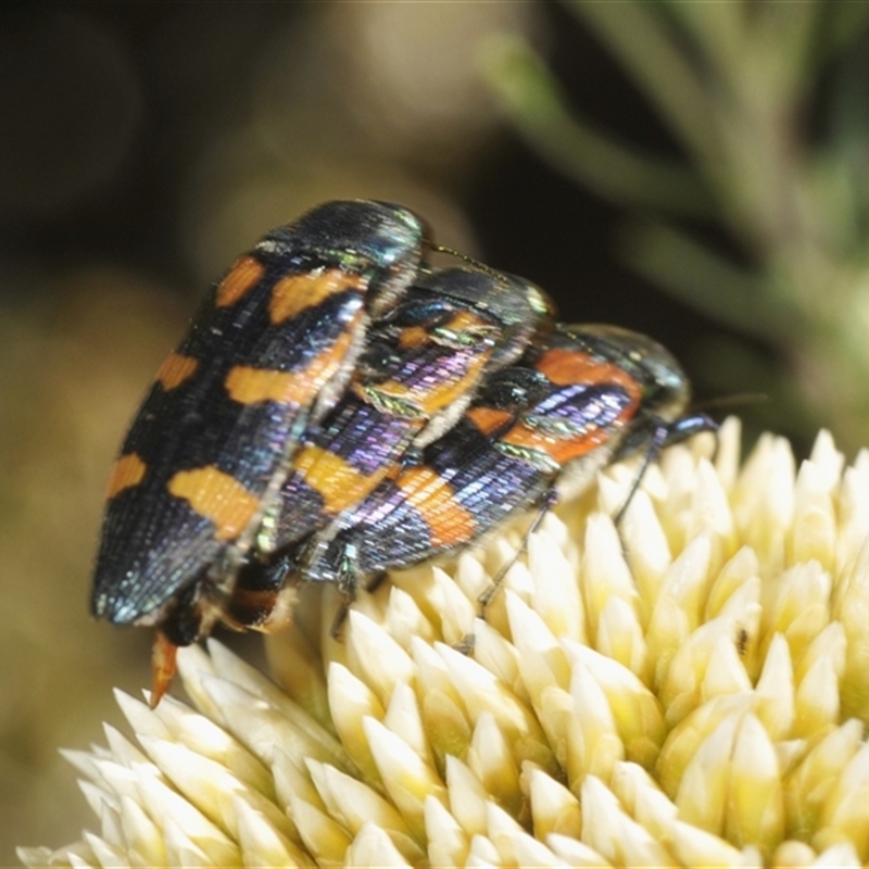 Castiarina helmsi