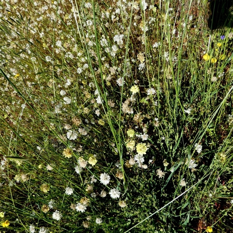 Cephalipterum drummondii