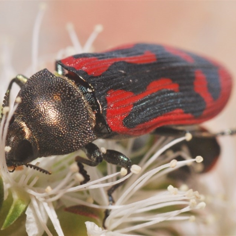 Castiarina indistincta