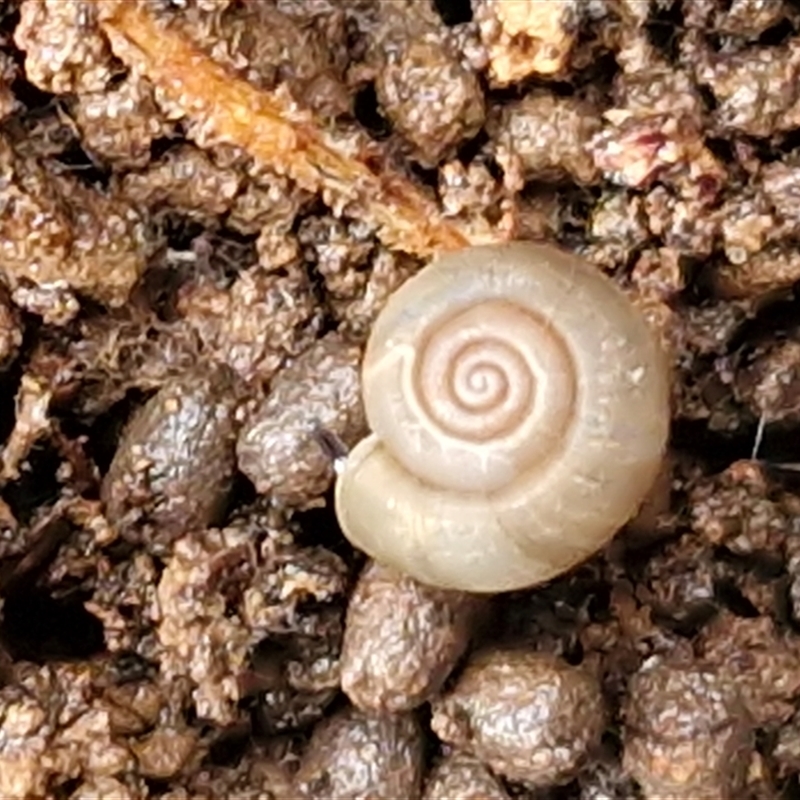 Pommerhelix sp. undescribed (Bungonia Limestones)