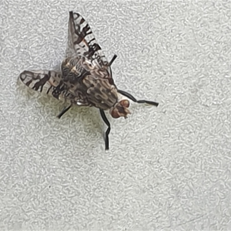 Euprosopia subula
