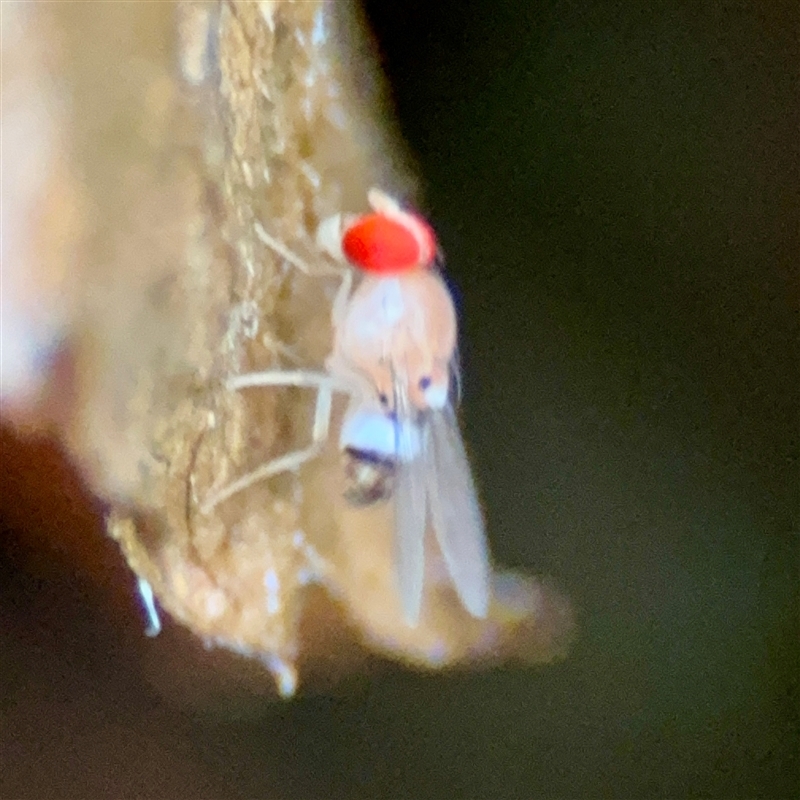 Drosophilinae (sub-family)