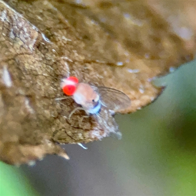 Drosophilinae (sub-family)