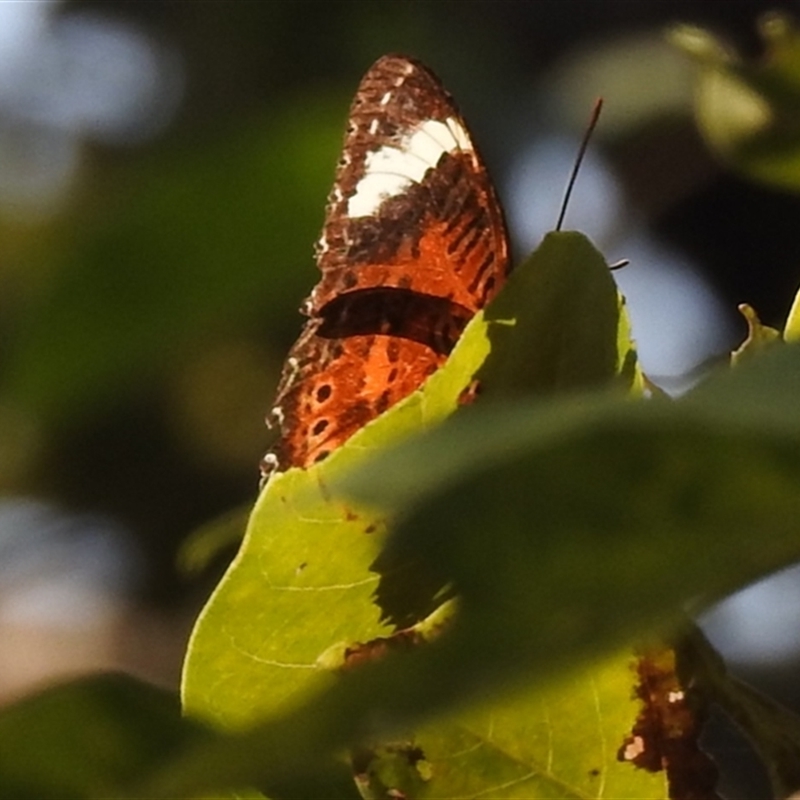 Cethosia penthesilea