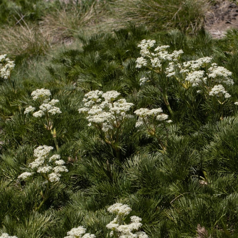 Aciphylla glacialis