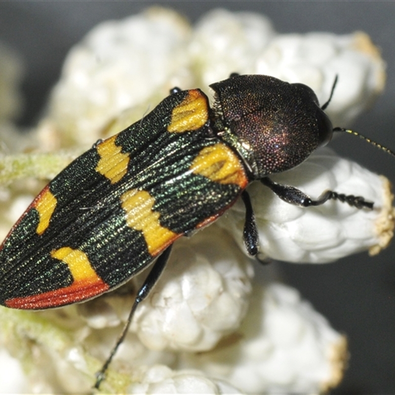 Castiarina interstitialis